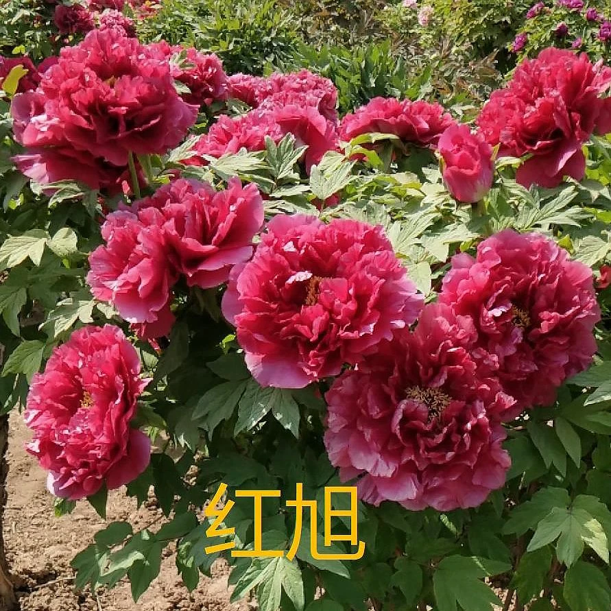 红旭牡丹花苗大苗盆栽室内外庭院绿植正宗观赏重瓣牡丹花卉带花苞