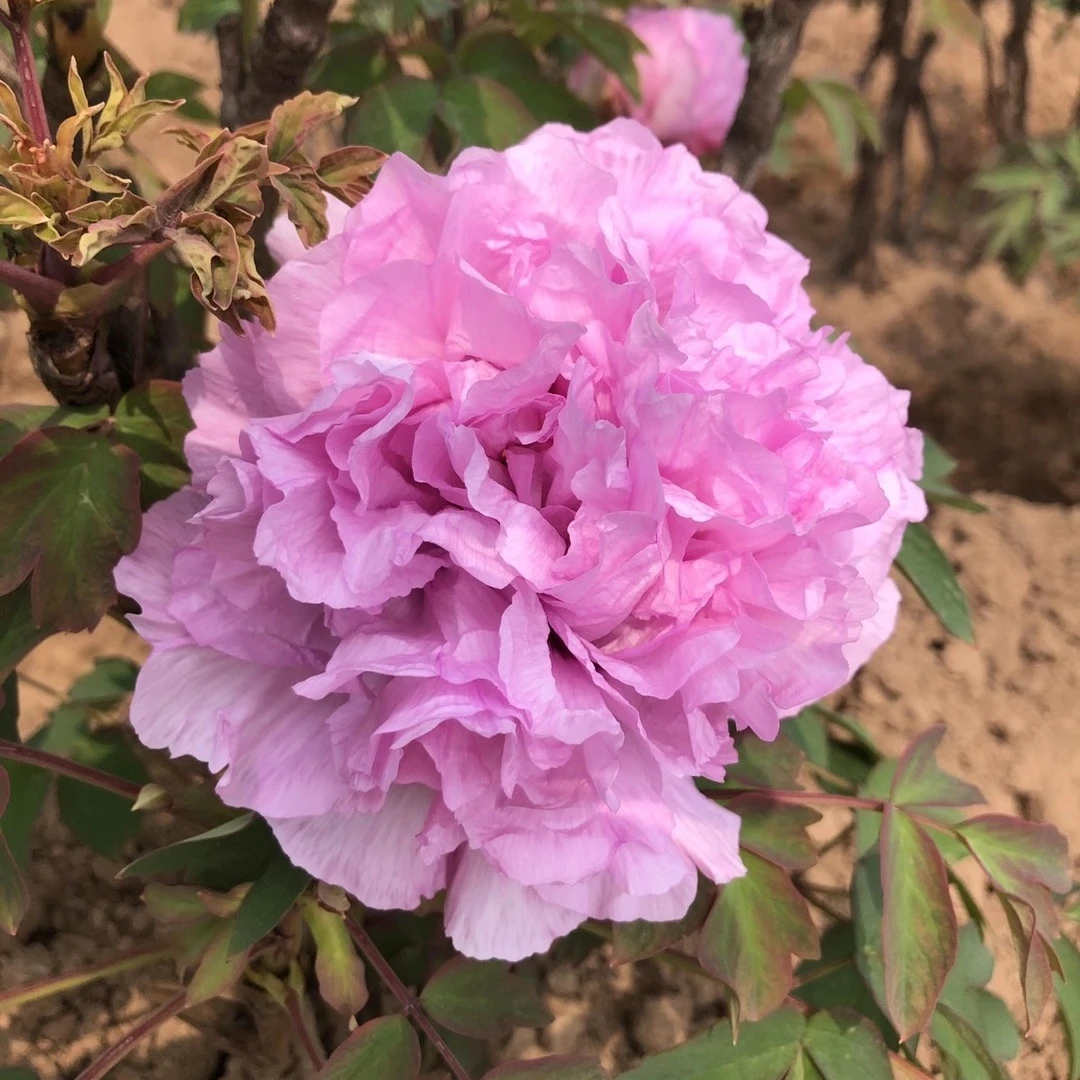 青翠兰牡丹花苗大苗盆栽室内外庭院绿植正宗观赏重瓣牡丹花带花苞