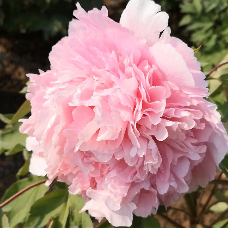 赵粉牡丹花苗大苗盆栽室内外庭院绿植正宗观赏重瓣牡丹花卉带花苞