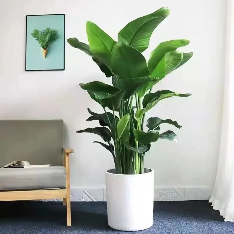 天堂鸟盆栽客厅办公室内好养大型花卉绿植新房家用吸甲醛大叶植物