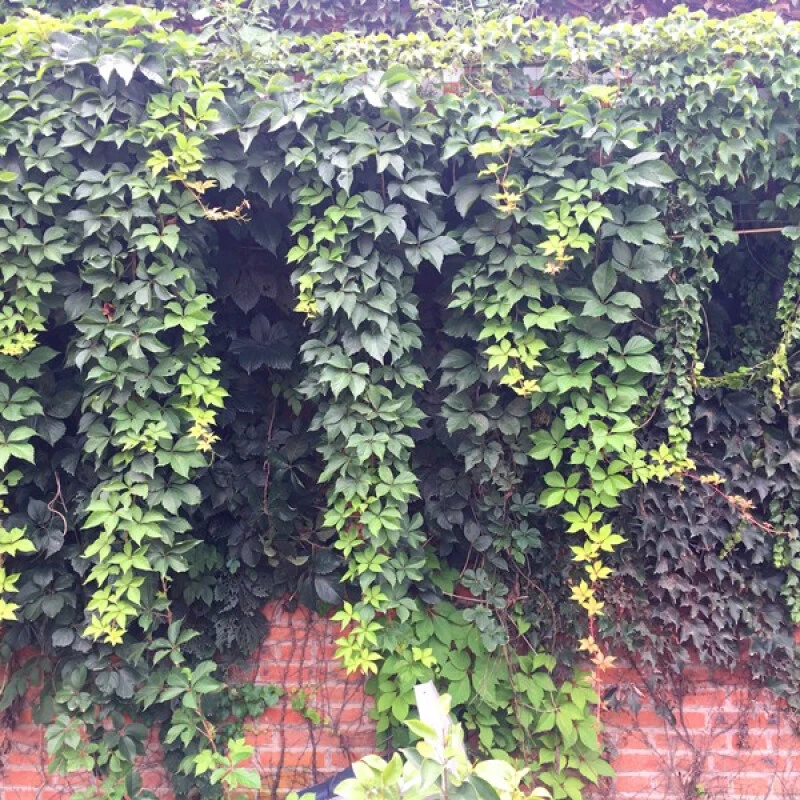 攀援花卉观叶绿植爬藤植物四季爬墙虎苗爬山虎苗盆栽五叶地锦大苗