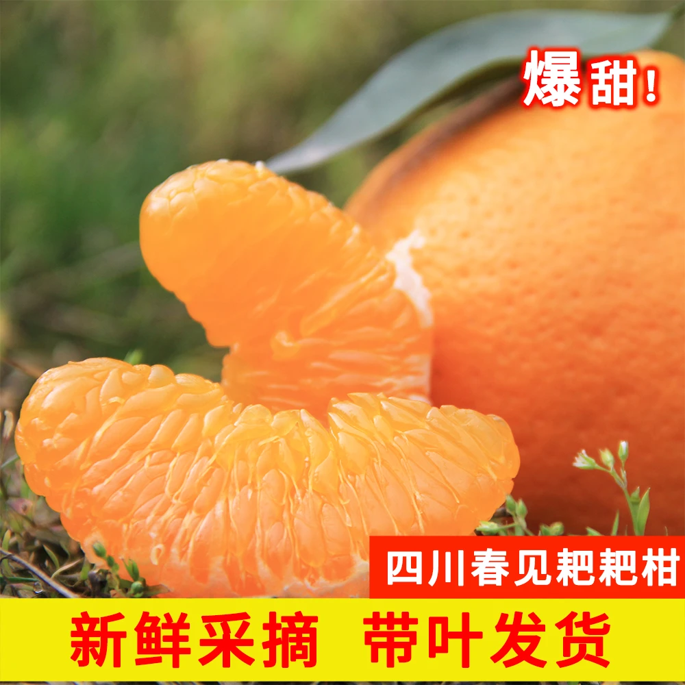【寒冷地区专属】四川爆甜春见耙耙柑9-10斤丑橘新采摘包邮坏果包赔