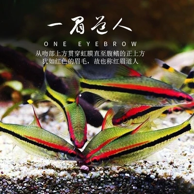 一眉道人鱼/热带观赏鱼 群游草缸淡水鱼