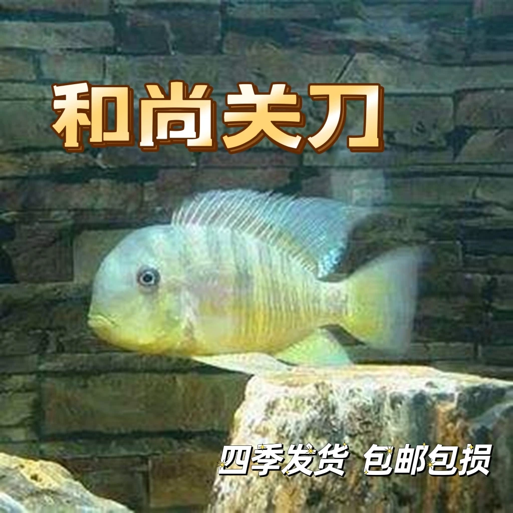 和尚关刀鱼南美慈鲷食土鲷活体鱼热带观赏鱼包邮包损