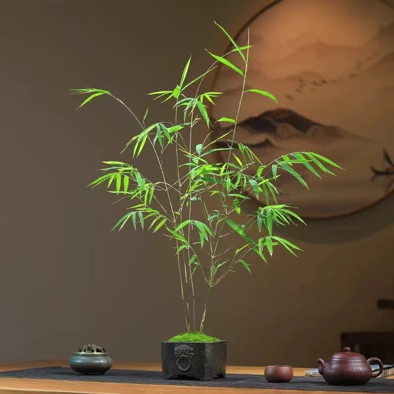 【直播间一物一拍】内门竹 红观音竹 红寒竹 紫寒竹 小琴丝竹