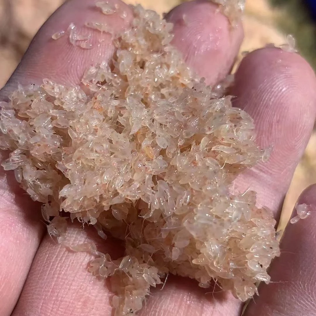 野生蜢虾（净重5斤）