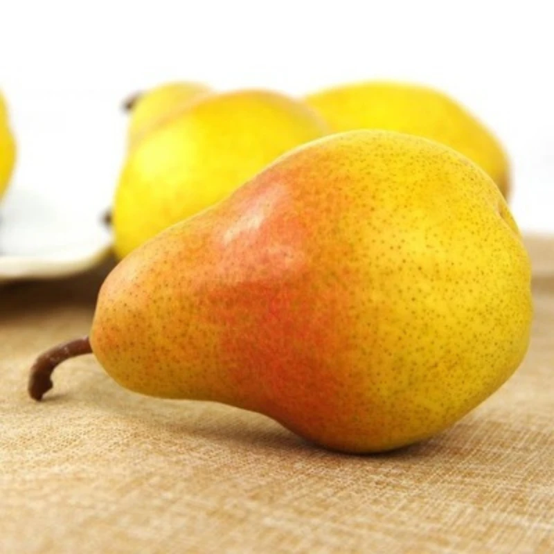 【四季食鲜】烟台塔山洋梨茄梨太婆梨软梨应季水果大头梨4斤