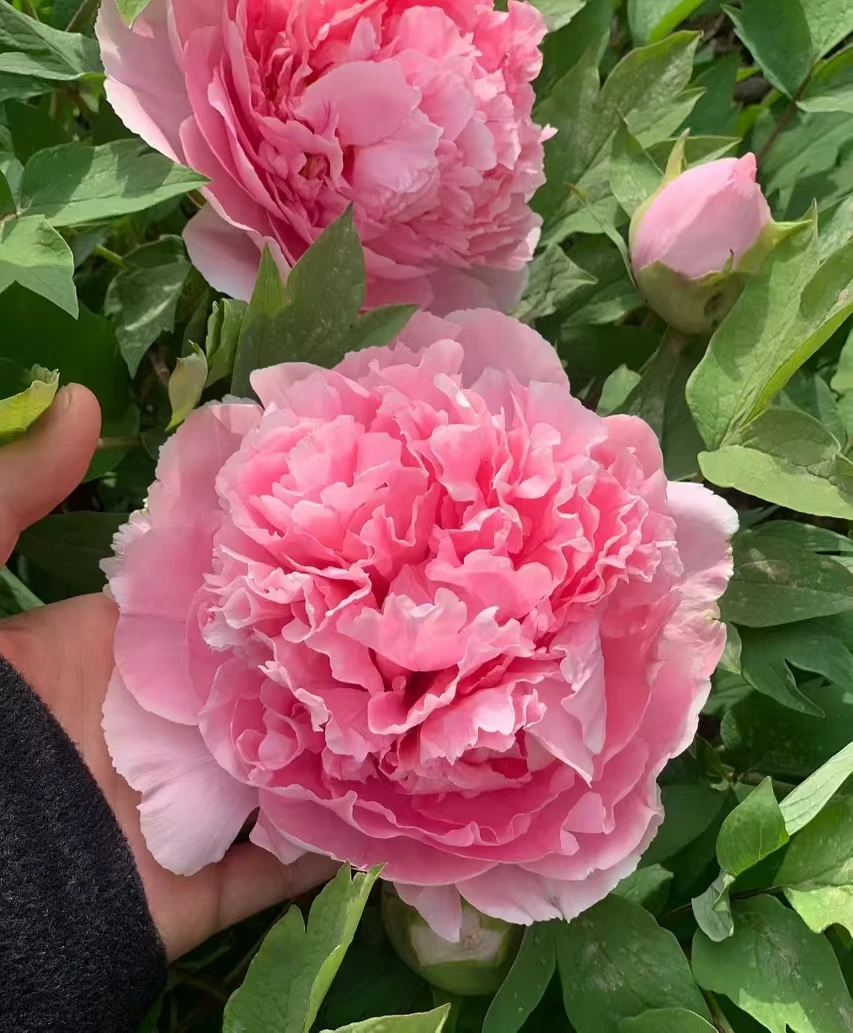 【仙桃】 现货 菏泽牡丹 天热地区可延长发货