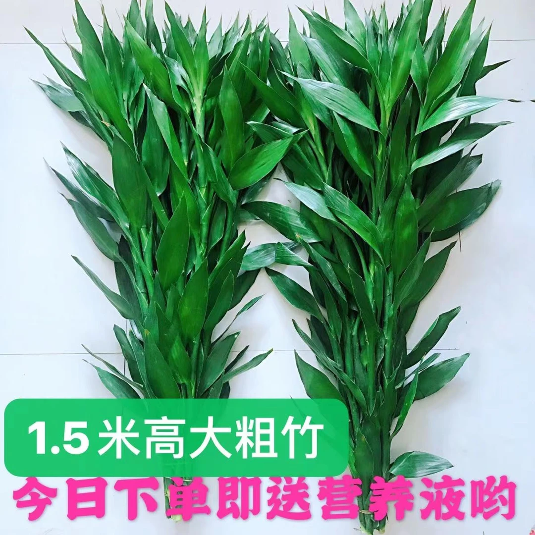 1.5米高 大富贵竹+送专用营养剂水培绿植富贵竹水竹 寓意竹报平安