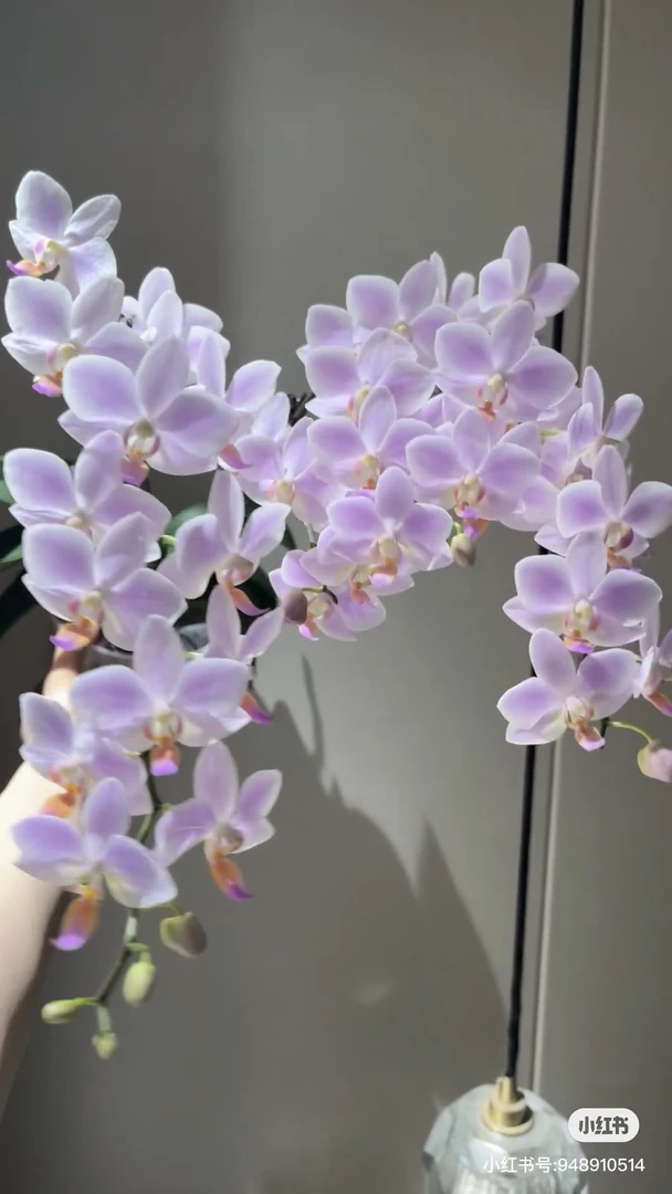 蝴蝶兰【残雪】3.0寸杯不带花剑，没有开花