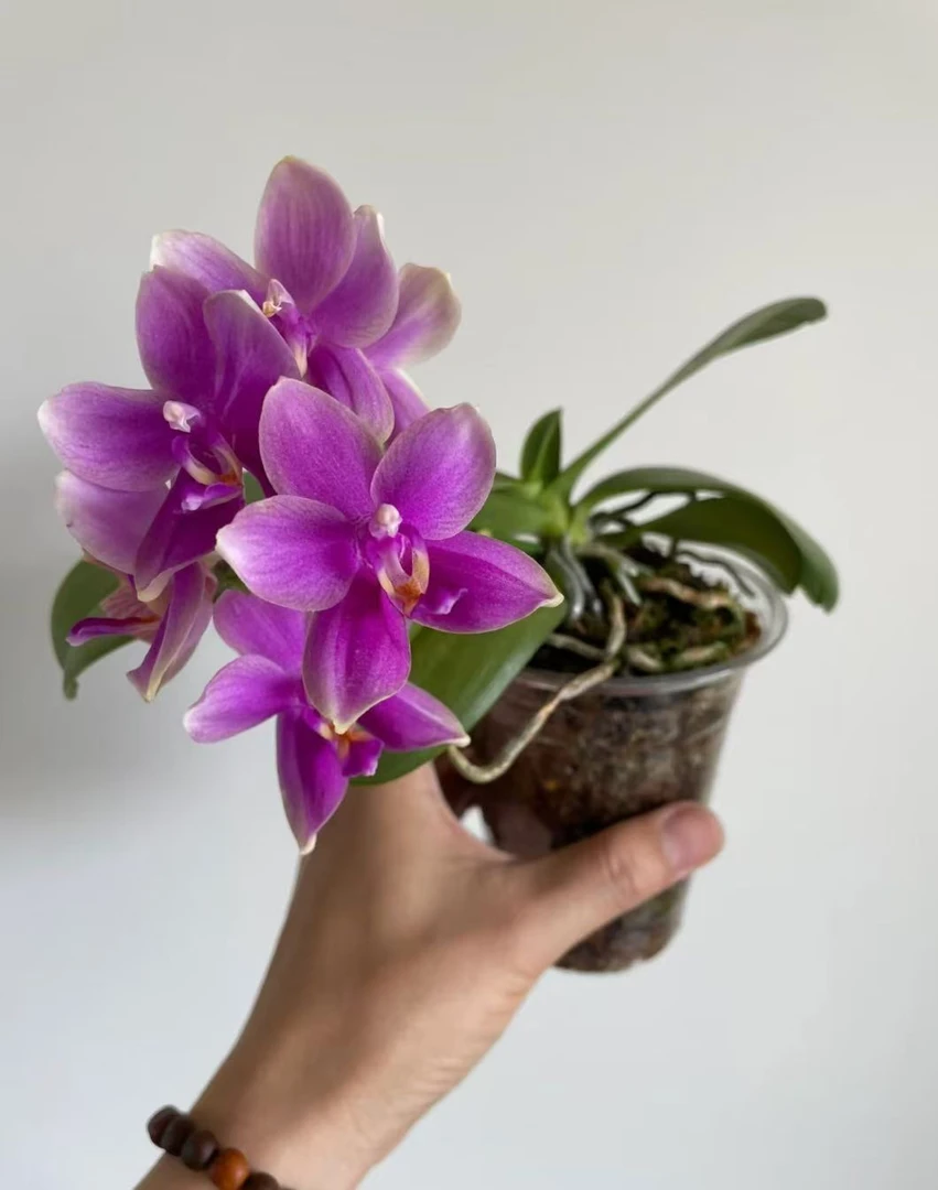 蝴蝶兰【香奈儿】2.8寸杯不带花剑