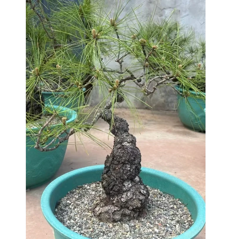 花卉绿植纯天然精品坨坨松