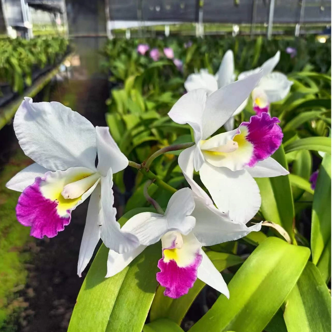 【祥馨兰业】卡特兰贵夫人花期超长花量多易开花基地直发石斛兰兰花