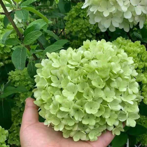 中华木本绣球斗球