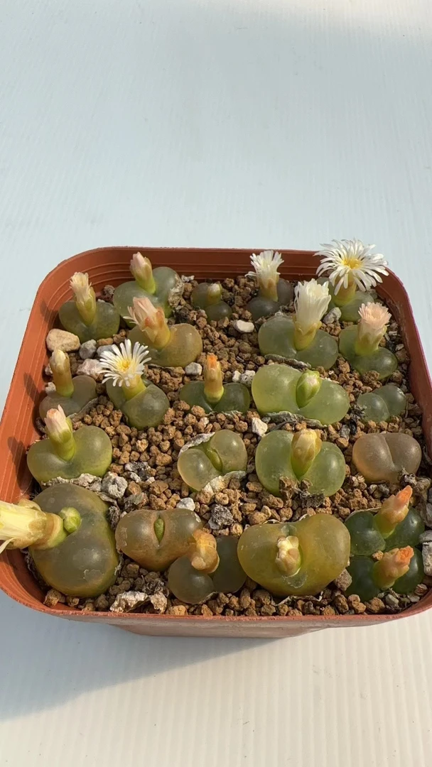 毛汗尼 20颗以上 包土包盆