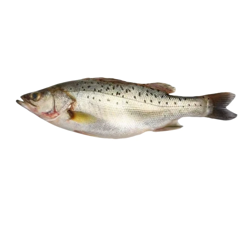 鲜活鲈鱼（550-650g/条）