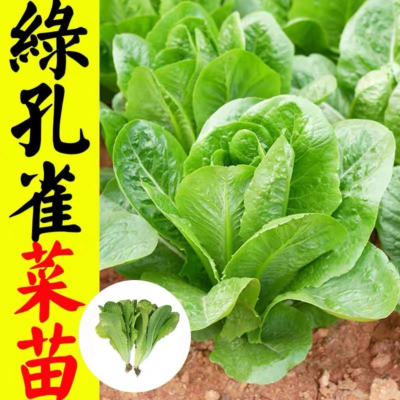 孔雀菜苗绿直立生菜种子秧苗四季阳台蔬菜