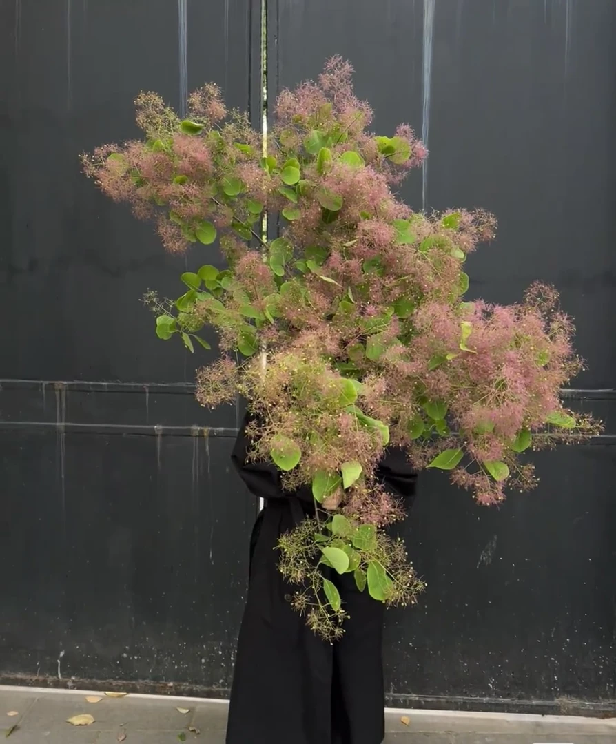 【花拾间】桌面款雾中情人·云里雾里的烟树