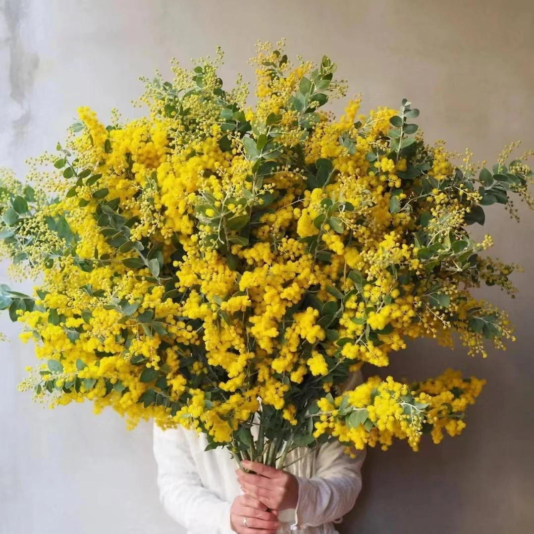 【花拾间】细叶金合欢 毛茸茸的很可爱 观赏期长