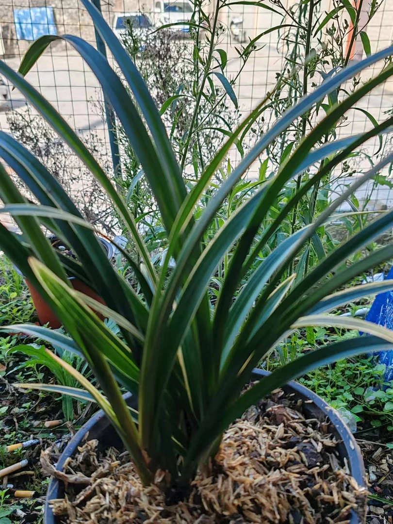 浓香型兰花盆景蕙兰春兰九节兰观赏植物好养易活