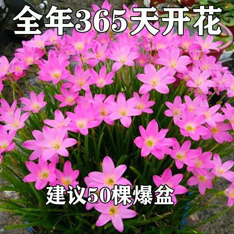 风雨兰种球四季开花韭菜兰葱兰盆栽室内外阳台绿植花卉耐旱好养活