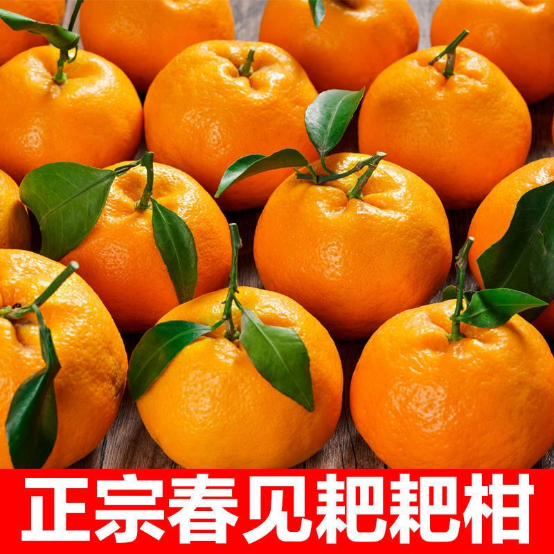 四川春见耙耙柑5斤8斤农场新鲜现摘现发整箱包邮
