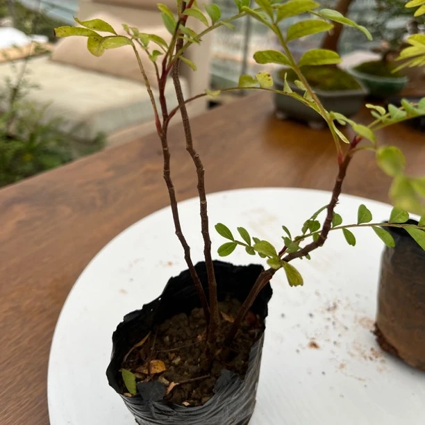 清香木小杯苗，四季常青，开花结果，无病虫害，请放心购买。