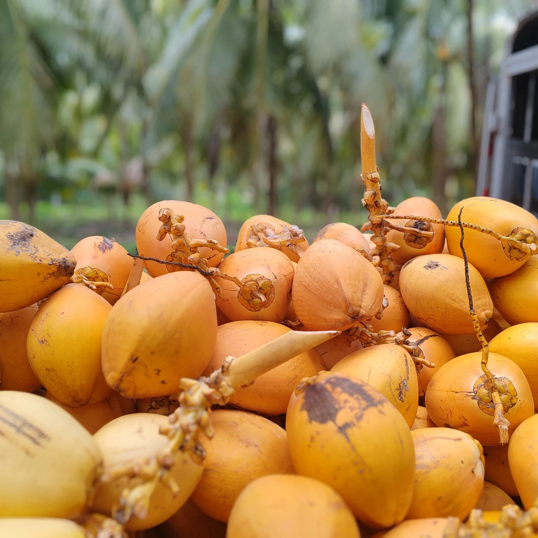 6粒精品5斤（送开椰器）海南金椰原果（孕妇老人适宜，远离碳酸饮料）