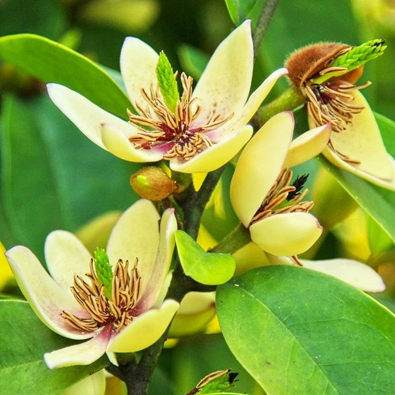 含笑花 浓香型花卉 室内阳台耐寒四季常青植物花卉 美观芳香