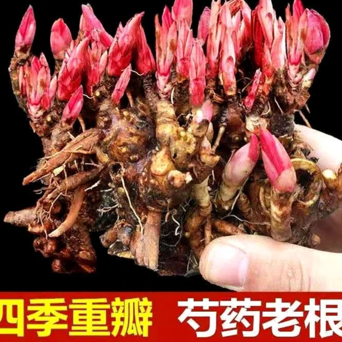 耐寒芍药根块芍药花苗室内外盆栽地栽芍药花苗庭院阳台盆栽地栽