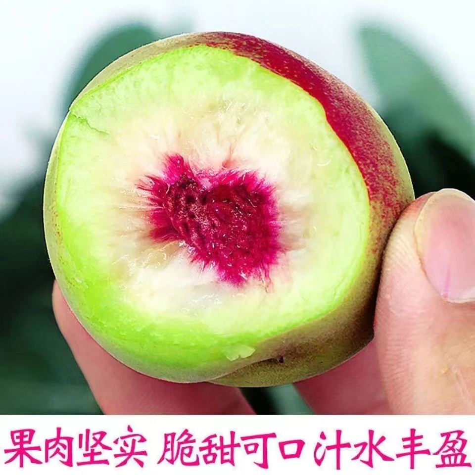 正宗青州蜜桃【冬雪蜜桃】可口多汁 新鲜采摘 小蜜桃
