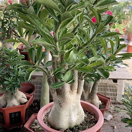 【闪购商品】用****好绿植