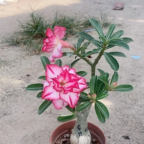 【闪购商品】花*者绿植