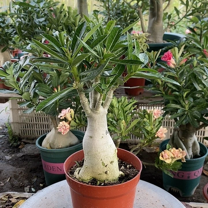 【闪购商品】蝴*?绿植