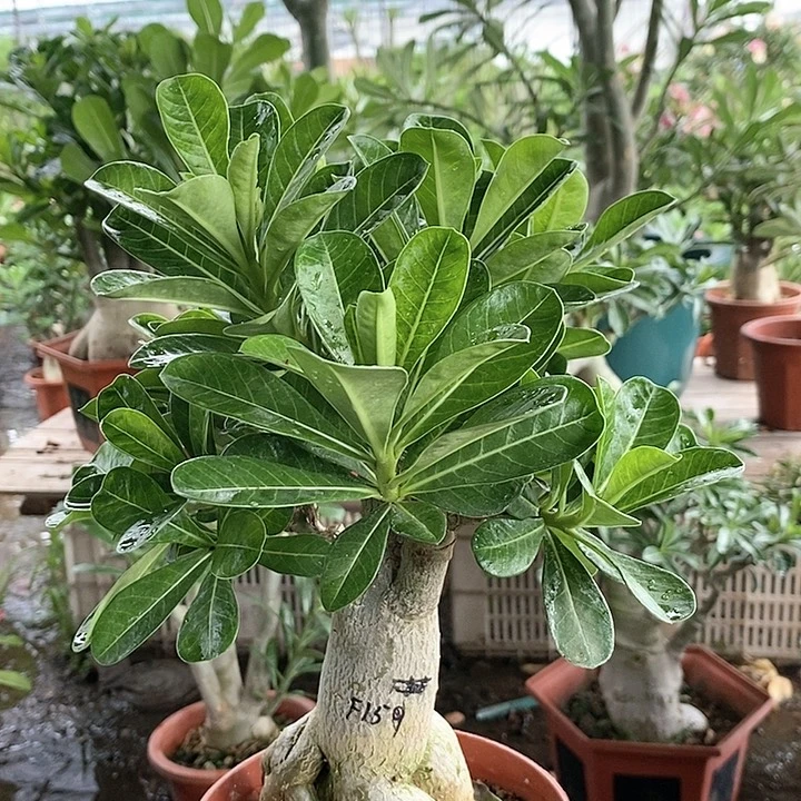 【闪购商品】好*心绿植