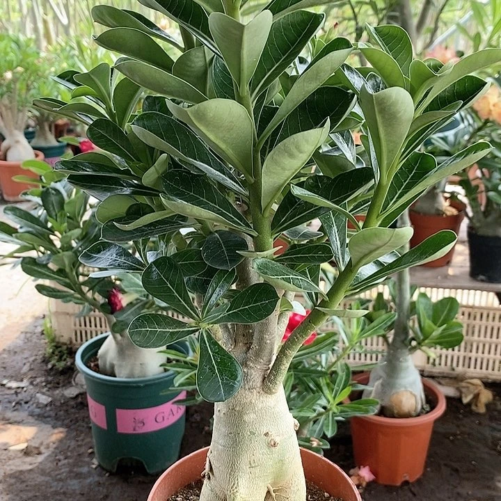 【闪购商品】迷****风绿植