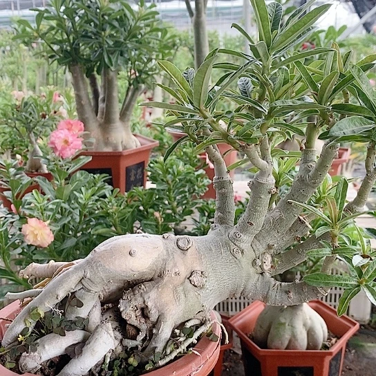 【闪购商品】漆*贵绿植