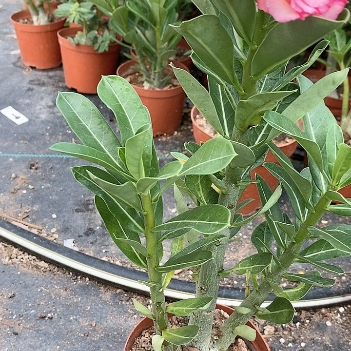 【闪购商品】踏**梅绿植