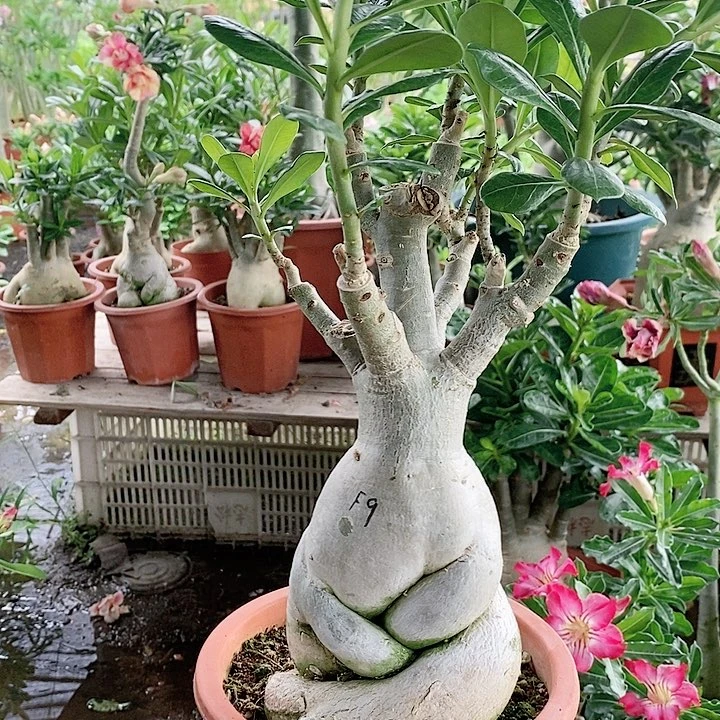 【闪购商品】可***仔绿植