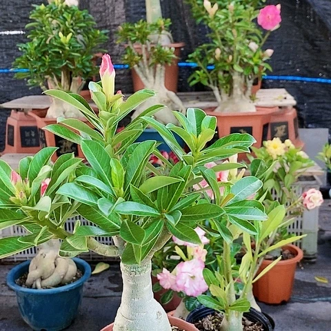 【闪购商品】小*绿植