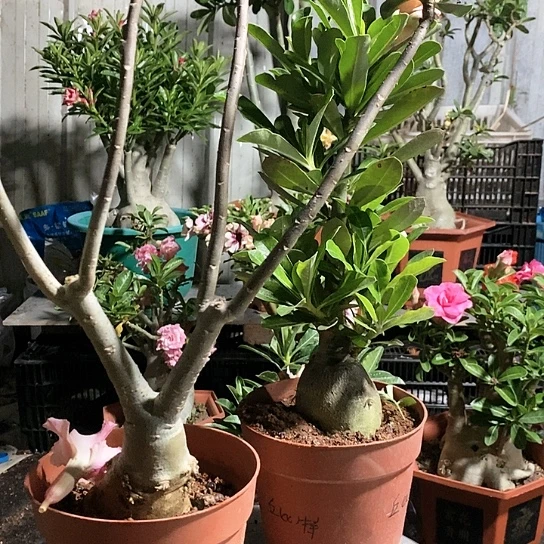 【闪购商品】用****9绿植2个