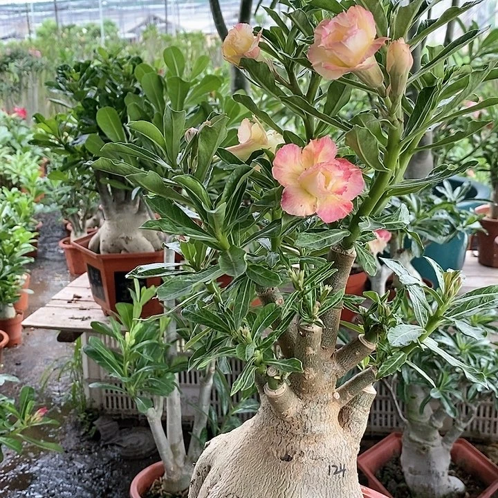 【闪购商品】：****：绿植