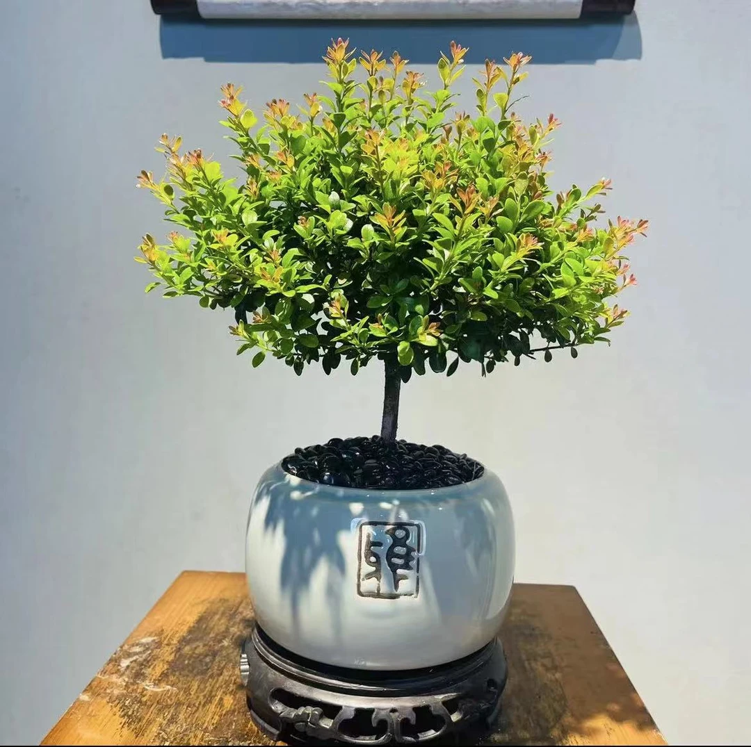 【忠玺】小叶赤楠 盆栽四季常青好养办公客厅造型桌面植物微盆景