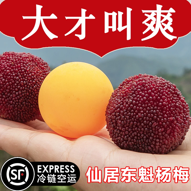 【8A】颗粒装仙居东魁杨梅新鲜采摘至尊贡品60颗/80颗正宗送礼冷链