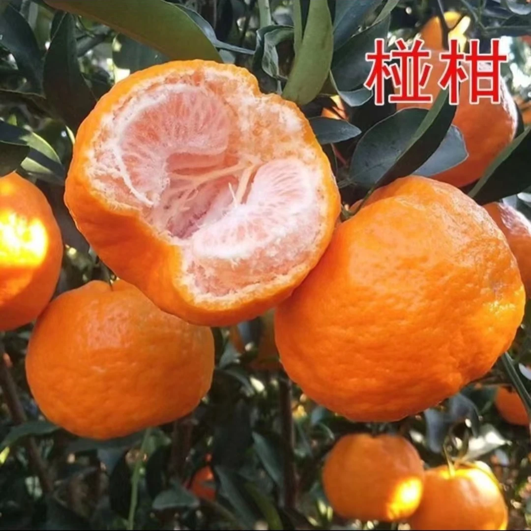 长阳清江碰柑新鲜应季水果现摘9斤包邮产地直发手剥甘甜多汁采摘