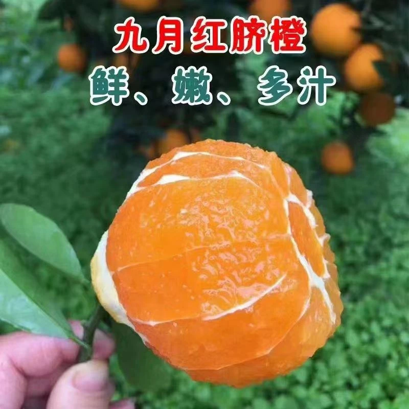 湖北秭归九月红果冻爆汁脐橙9斤中果现摘现发新鲜