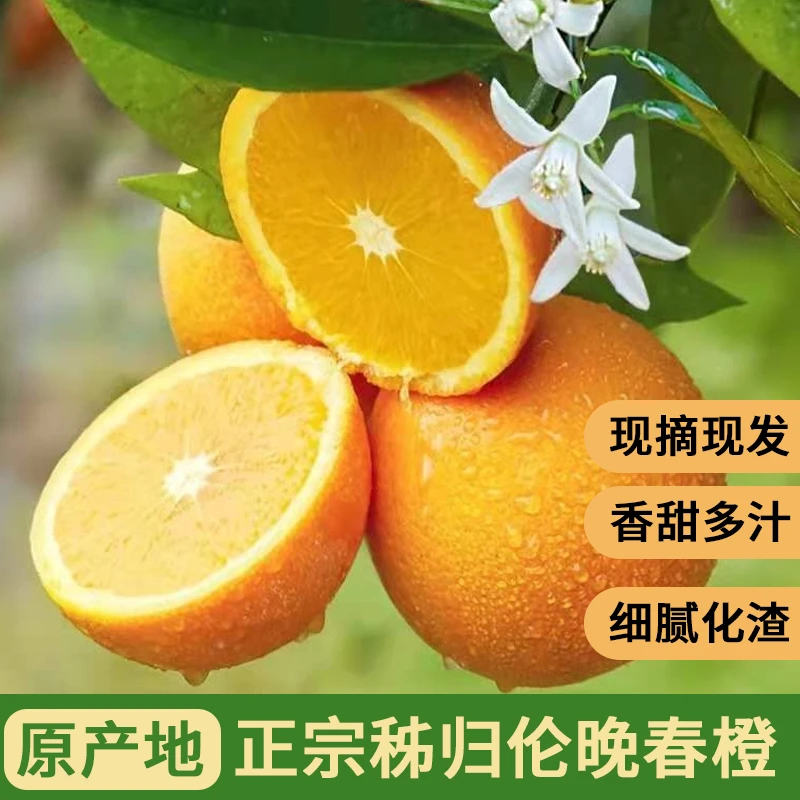 湖北秭归春橙伦晚现摘现发新鲜橙子果肉饱满细腻多汁严选食用冬季