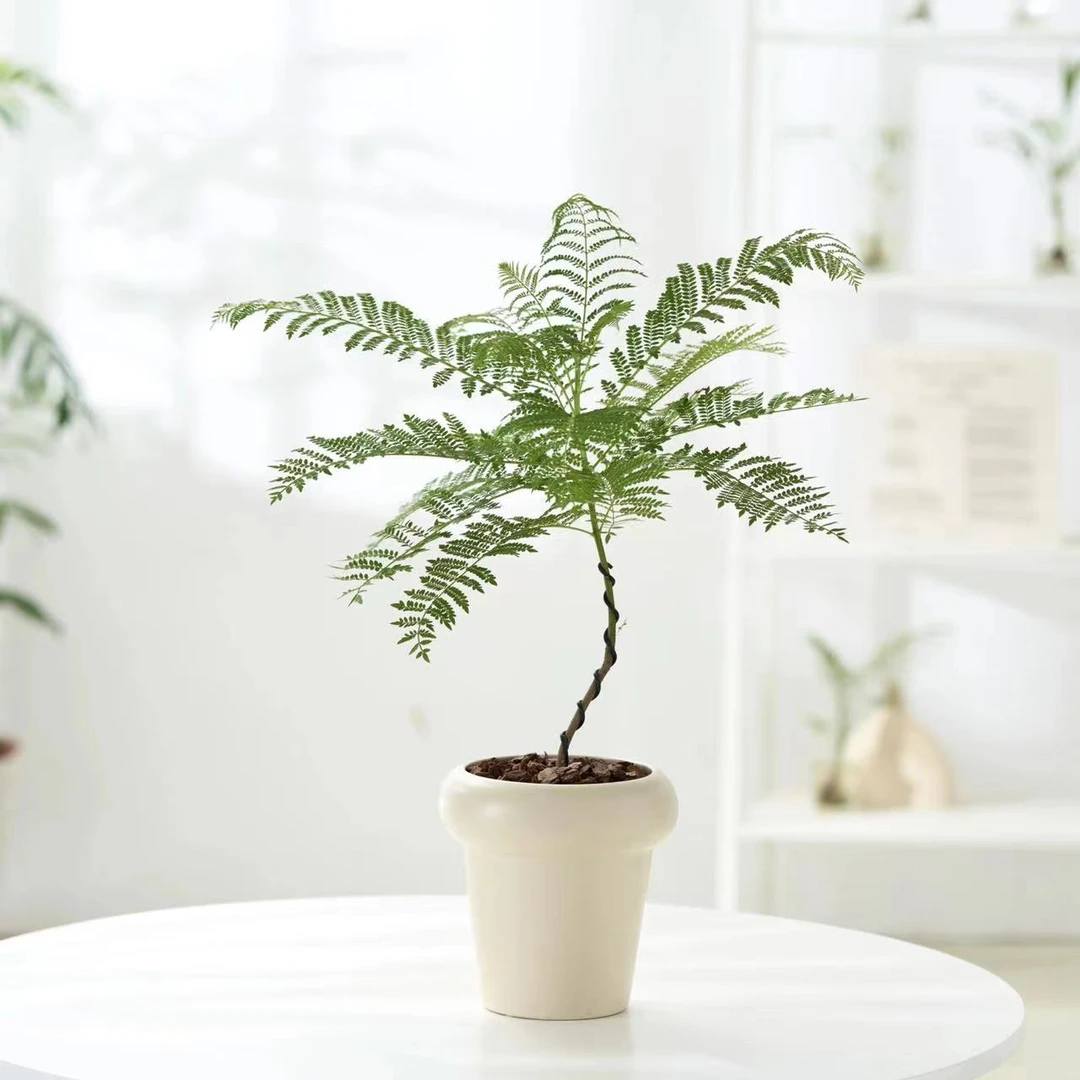 蓝花楹可地栽盆栽