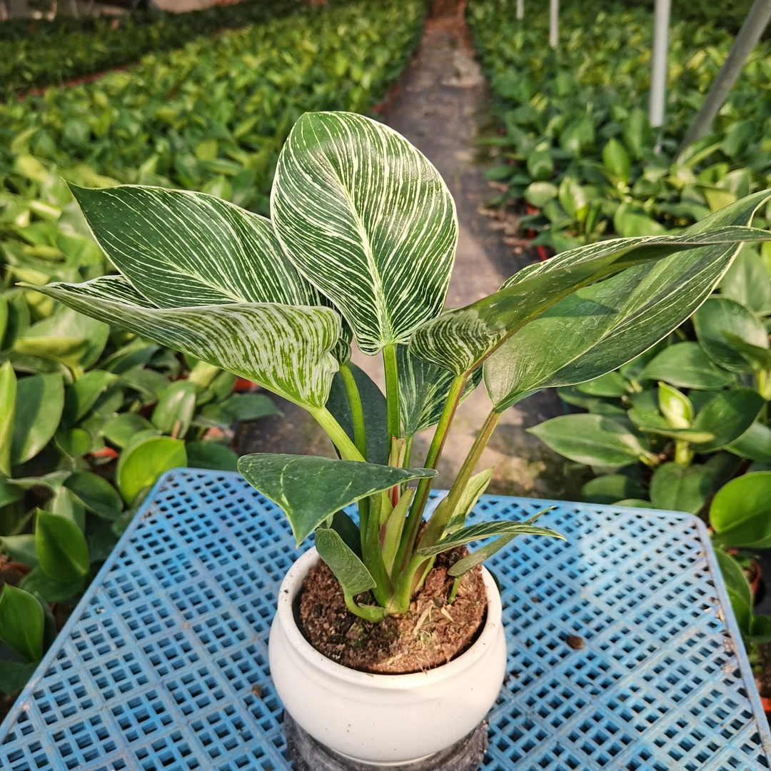 室内绿植，水培土培盆栽，观赏类植物，原盆原土发货