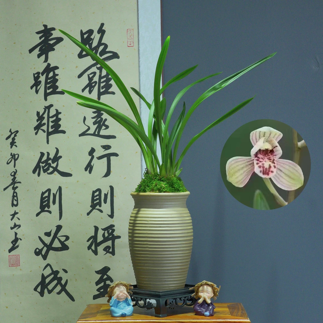 建兰铭品[君荷]带奶白色陶瓷盆种好适合新手好养易活